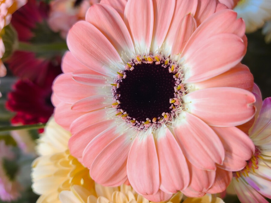 보라색 장미_3.jpg