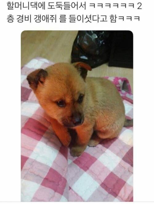 한국 전통 경비견 특.jpg_1.jpg