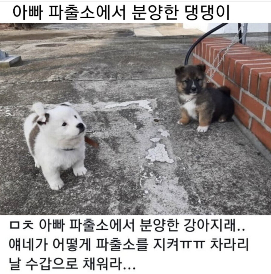 한국 전통 경비견 특.jpg_2.jpg