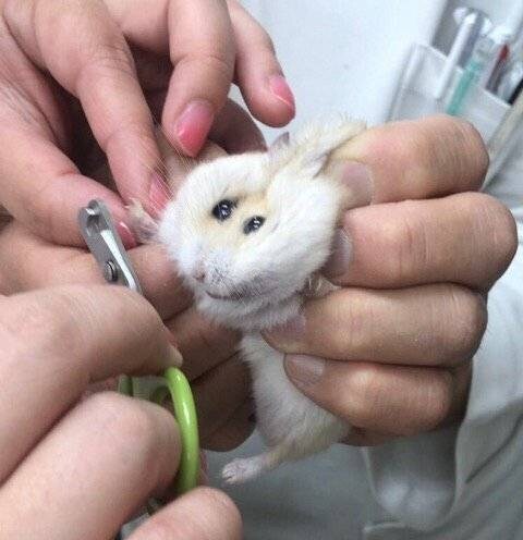 동물농장) 쪼꼬미 동물병원 시리즈는 햄찌가 미쳤음_1.jpg