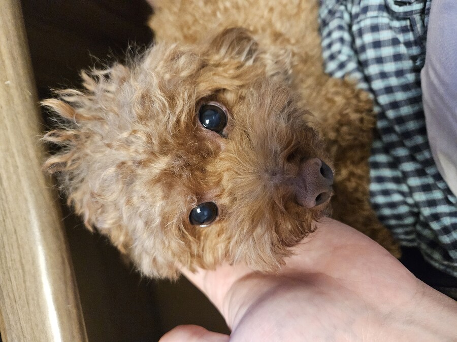 에라이 멍멍이 사진 투척_10.jpg