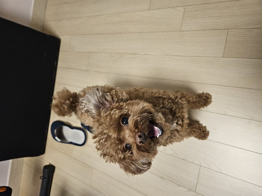 에라이 멍멍이 사진 투척_13.jpg