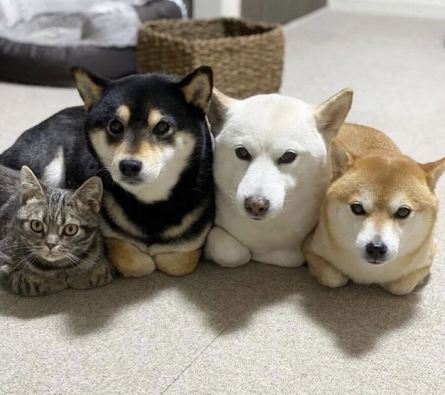 개랑 고양이 귀여운순간.jpg_1.jpg