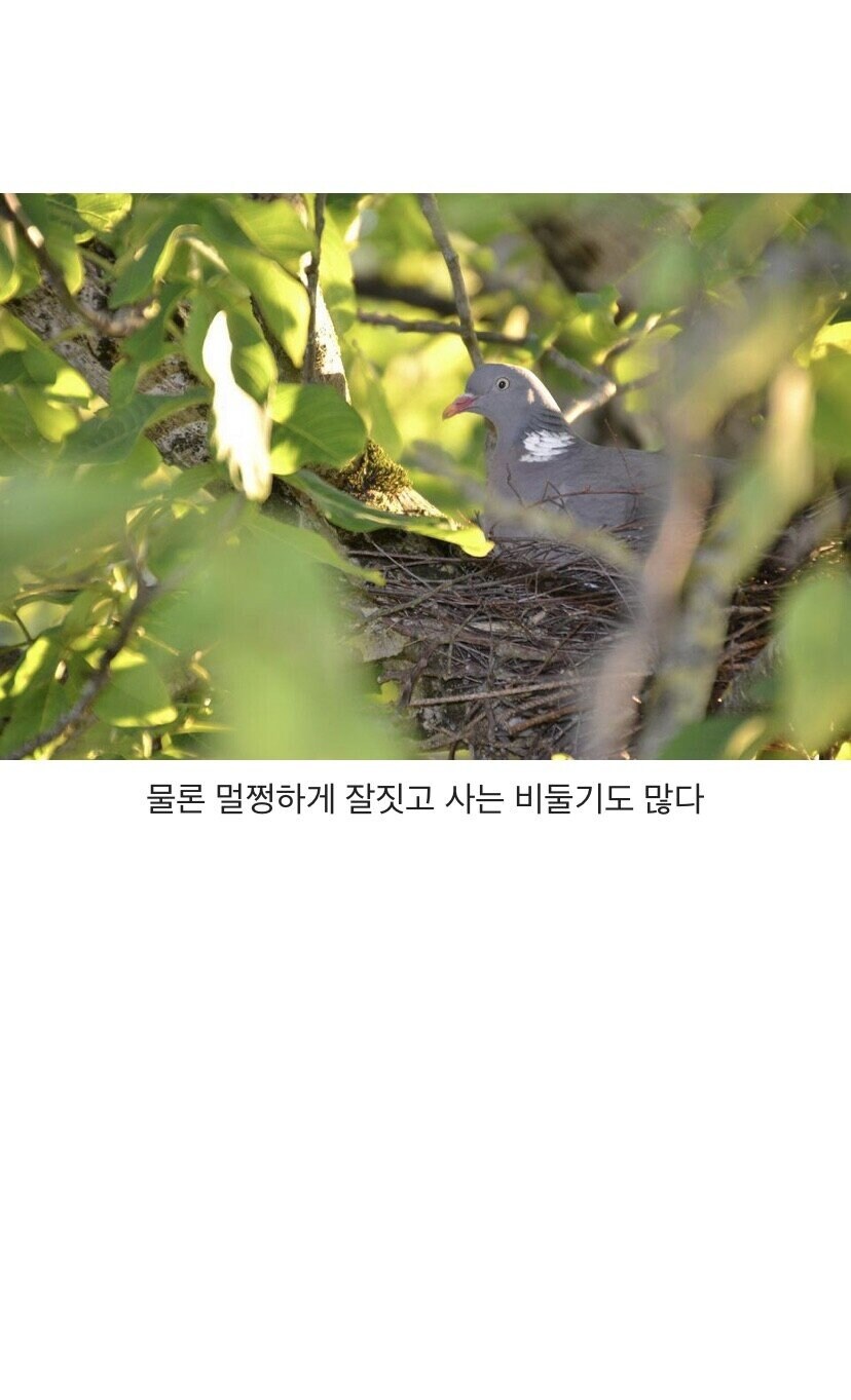 둥지 대충 짓는걸로 유명한 비둘기_3.jpg