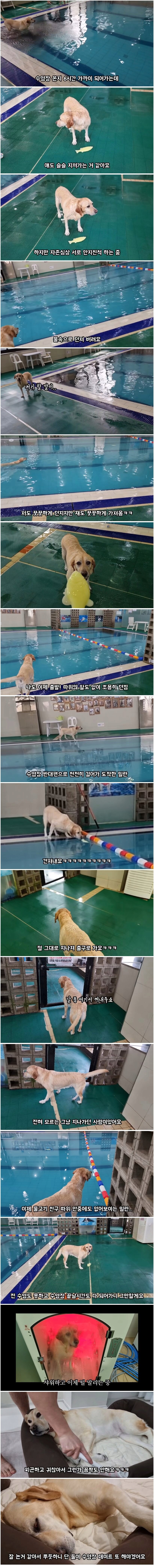 스압) 리트리버를 6시간 놀아준 결과 ㄷㄷㄷㄷ.jpg_1.png