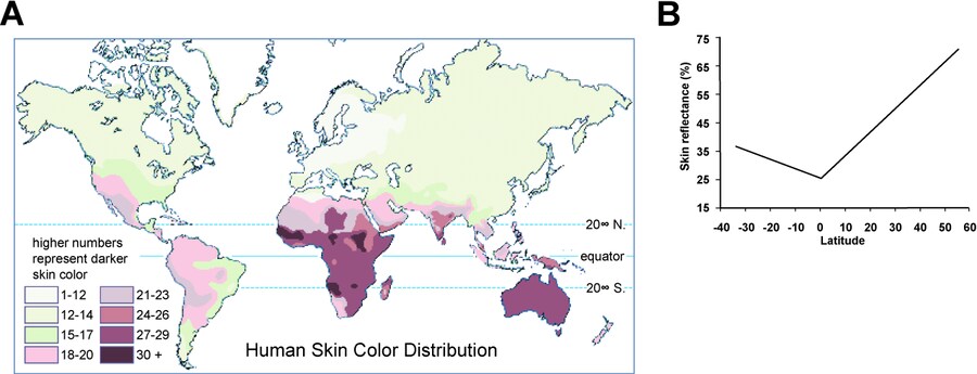 한국인의 피부색은 남유럽 백인과 비슷하다고 함_2.png