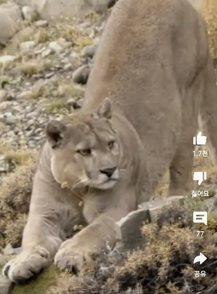 수컷 퓨마를 본 암컷의 반응.jpg_3.webp