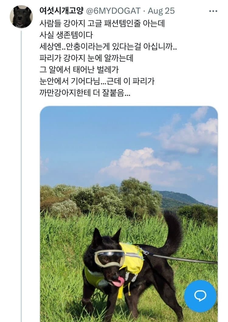 댕댕이 고글이 있는 이유_2.jpg