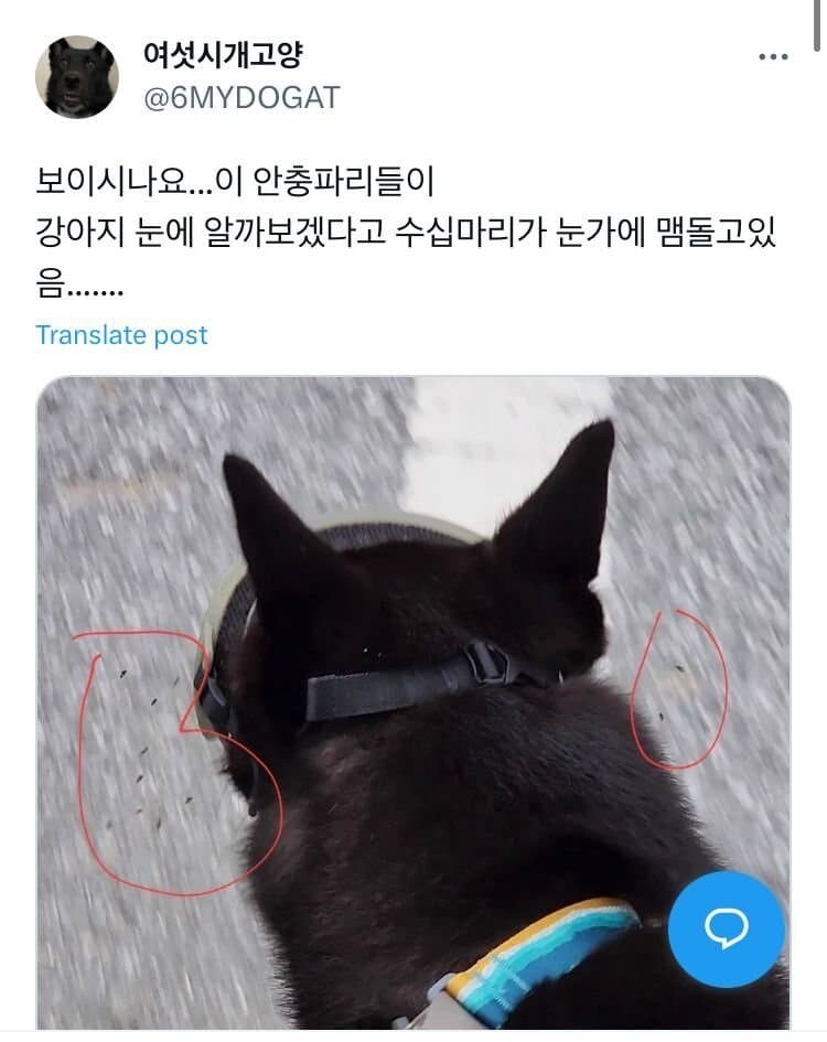 댕댕이 고글이 있는 이유_4.jpg