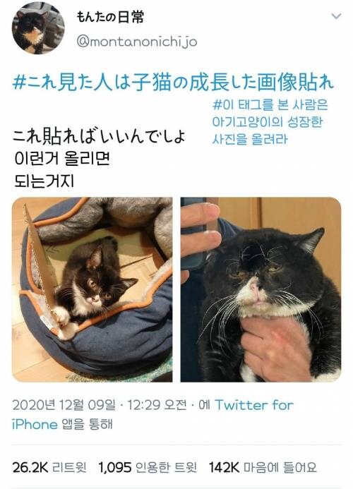 엄청난 성장을 한 고양이.jpg_1.jpg