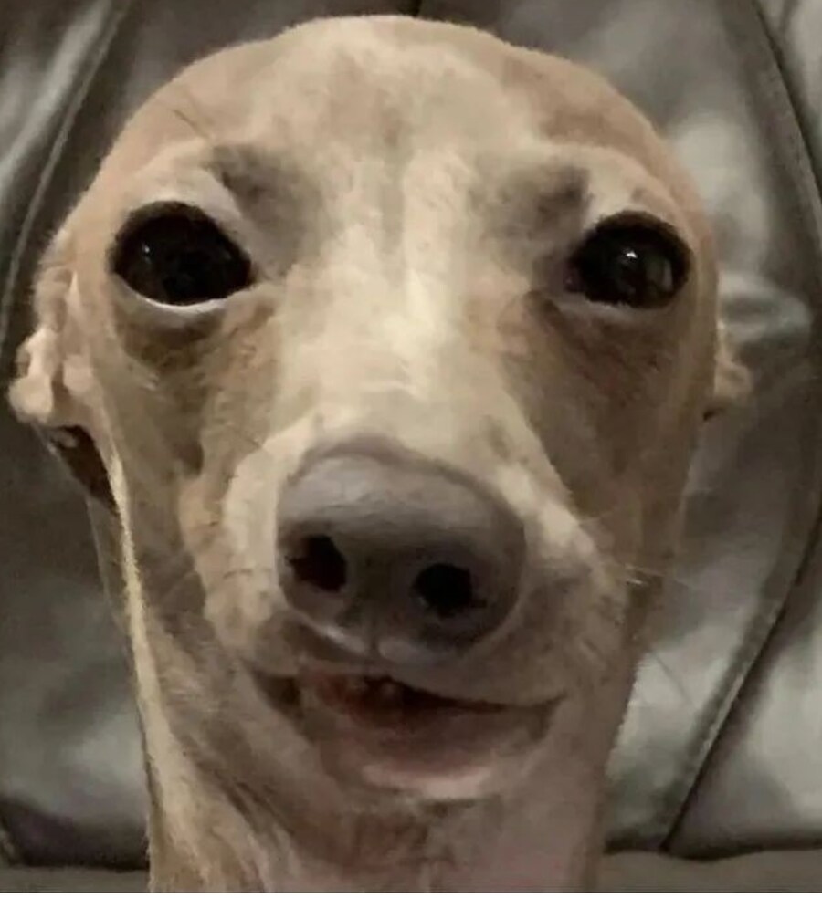 확신범의 모습.jpg_3.png