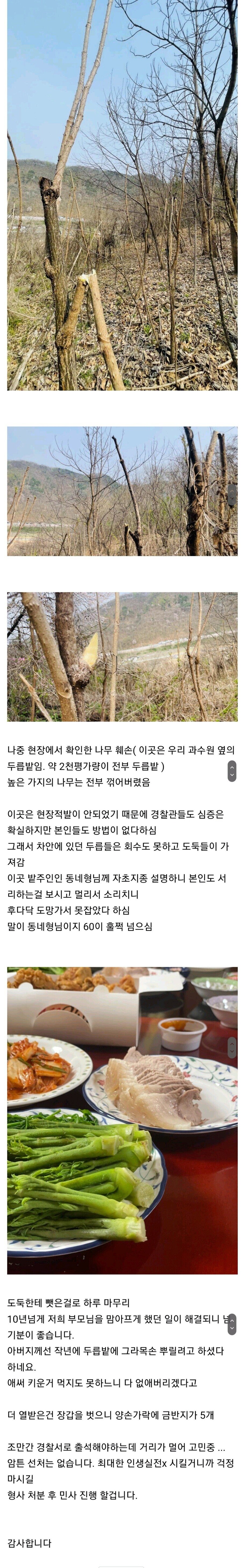 현장에서 두릅도둑을 잡았습니다 | 인스티즈