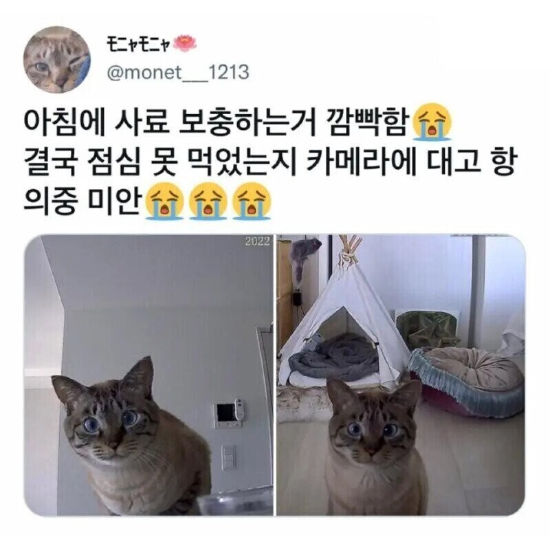 점심을 못먹은 고양이 .jpg_1.jpg