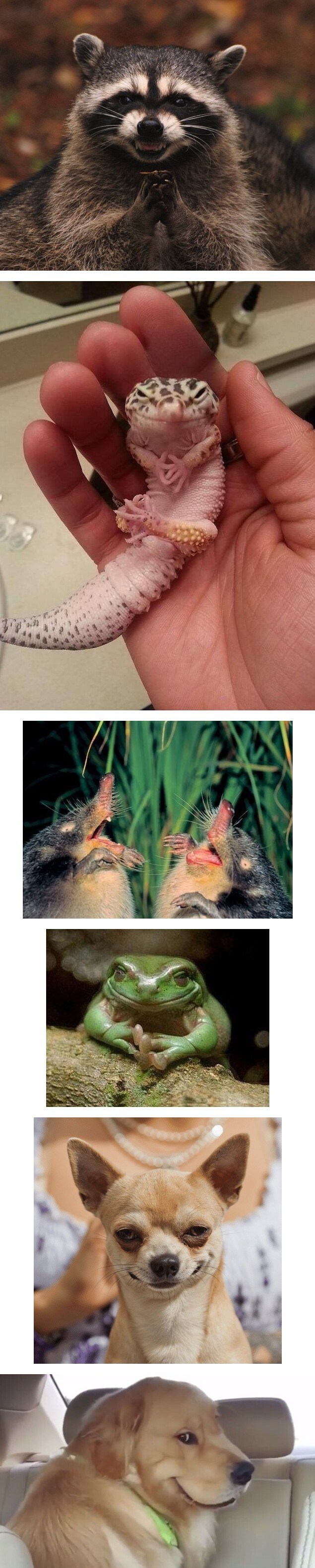 사악한 계략을 꾸미는 동물들.jpg_1.jpg