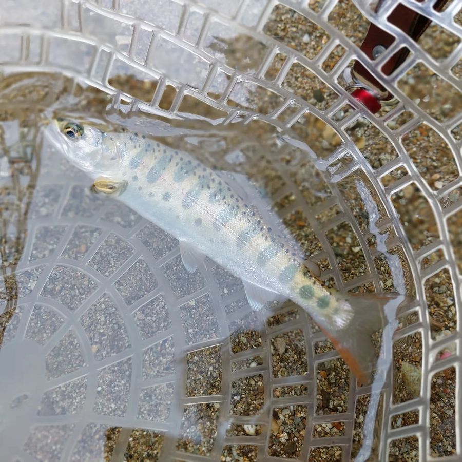 플라이 낚시_4.webp