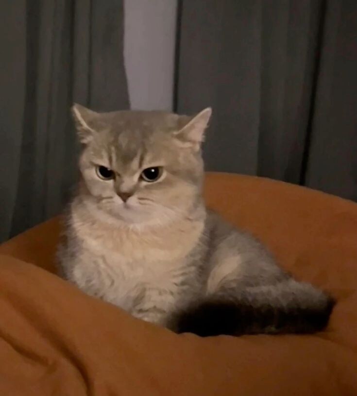 화난 뚱냥이.jpg_1.jpg