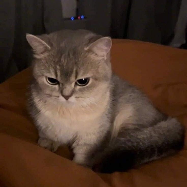 화난 뚱냥이.jpg_5.jpg