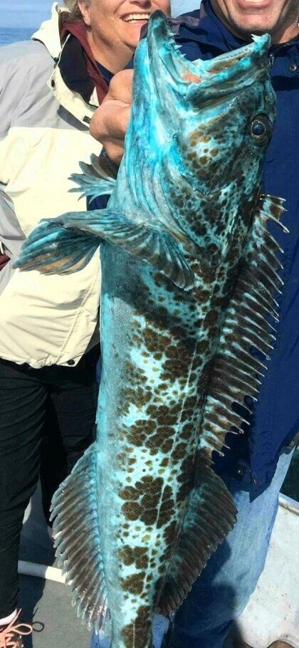 살푸른 생선.jpg_1.jpg