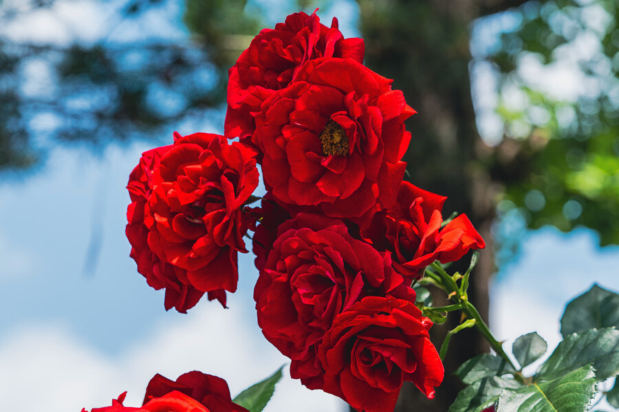 꽃 사진 올립니다._6.jpg