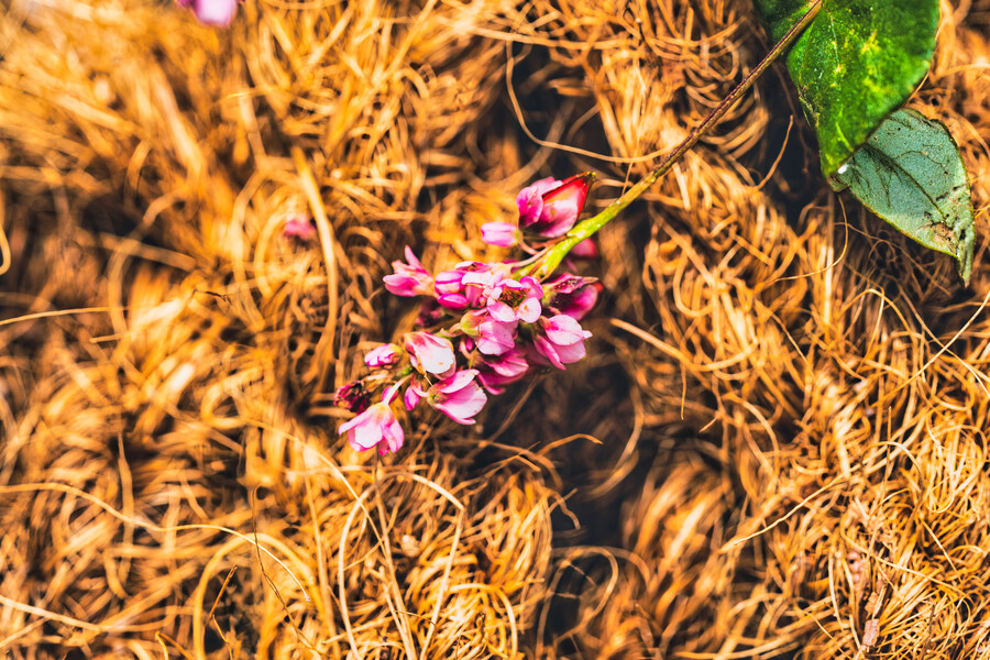 꽃 사진 올립니다._8.jpg