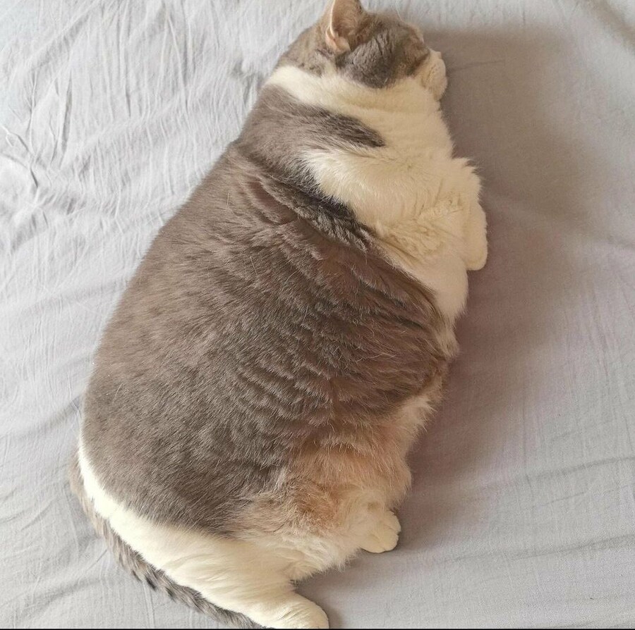 오늘의 뚱냥.jpg_1.jpg