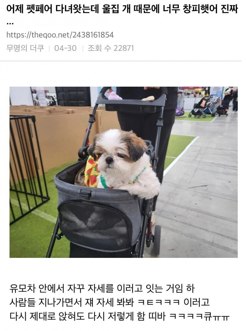 시츄의 다양한 시츄에이션.jpg_7.jpg