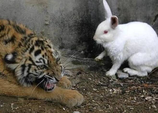 배고픈 아기 호랑이를 위해 토끼를 넣자.jpg_2.jpg