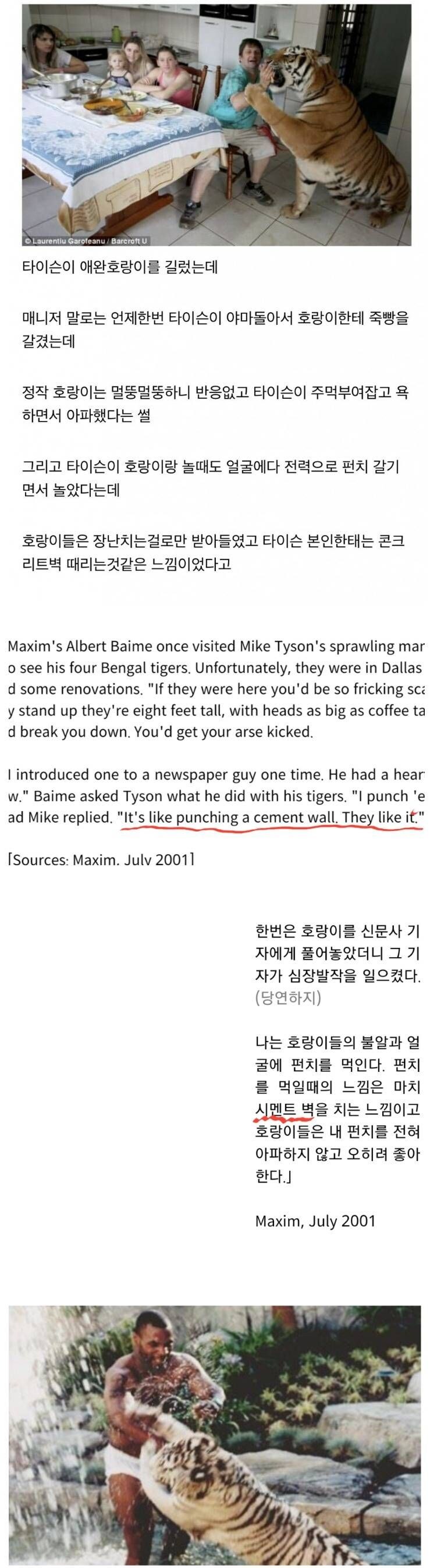 호랑이 vs 타이슨_1.jpg