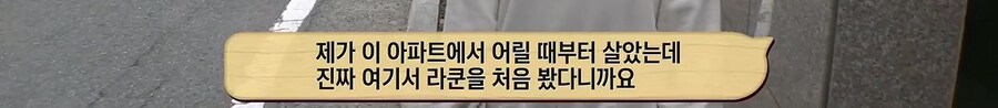 내가 이 아파트에서 12년을 살았는데 라쿤을 처음봤다니까?_3.jpg
