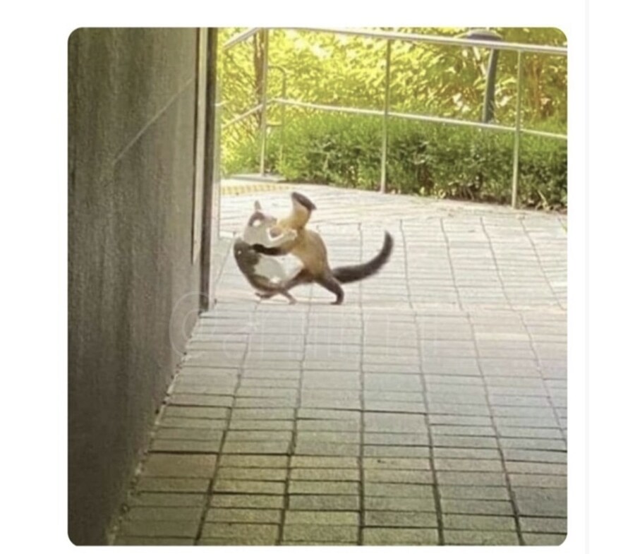 멸종위기 촉법동물_1.jpg