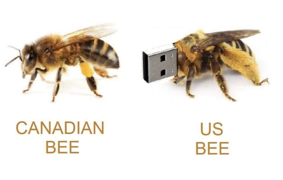 캐나다 벌과 미국 벌.jpg_1.jpg
