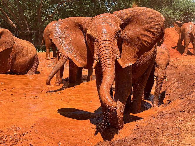 아프지마 도토 도토 잠보 근황_3.jpg