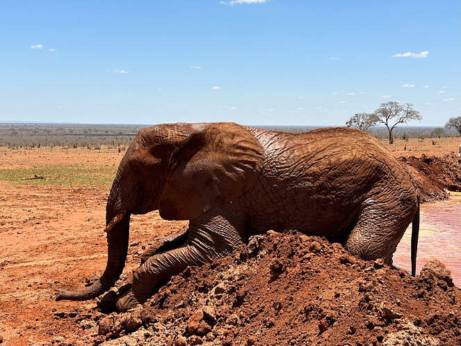 아프지마 도토 도토 잠보 근황_4.jpg