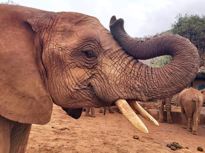 아프지마 도토 도토 잠보 근황_6.jpg