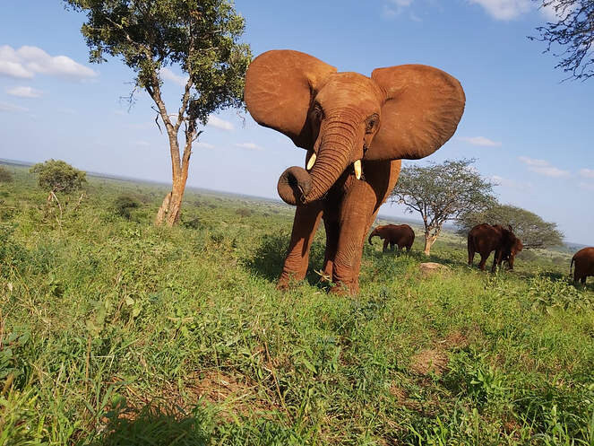 아프지마 도토 도토 잠보 근황_7.jpg