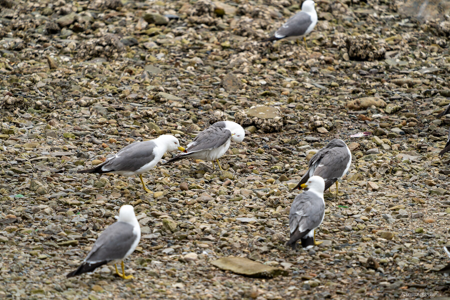 1박2일 선유도 다녀왔습니다_30.jpg