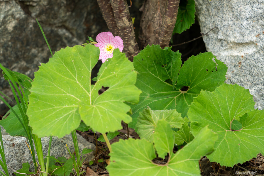 1박2일 선유도 다녀왔습니다_50.jpg