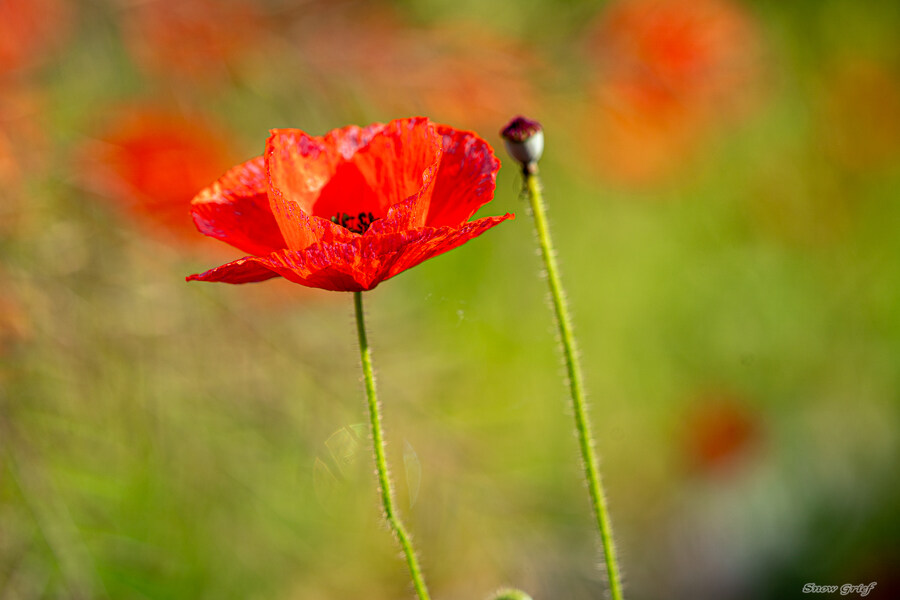 1박2일 선유도 다녀왔습니다_96.jpg