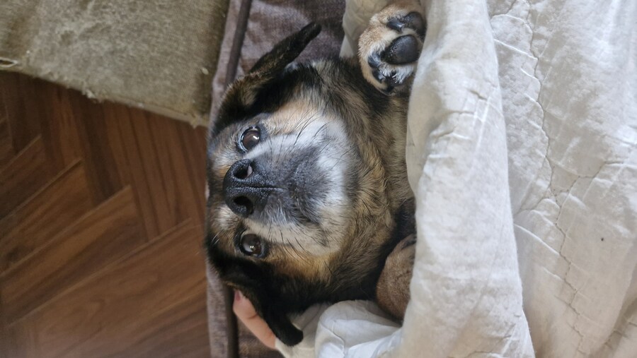 강아지)자랑이야? 질 수 없지_2.jpg