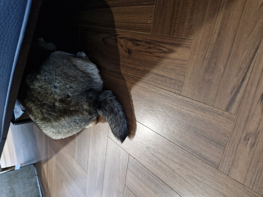 강아지)자랑이야? 질 수 없지_9.jpg