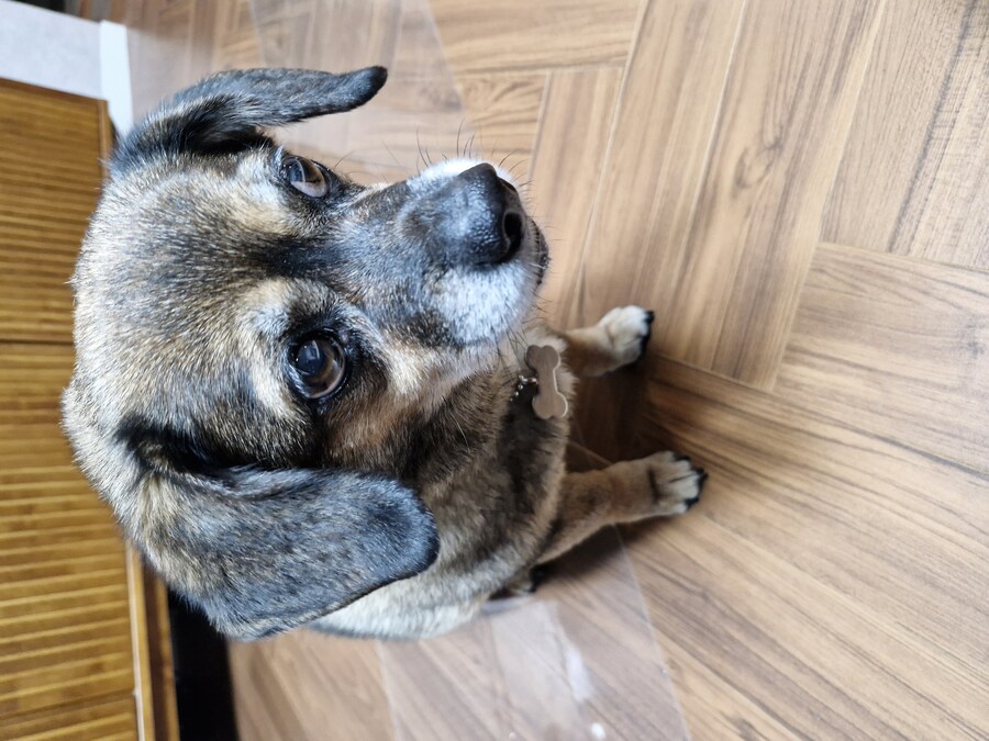 강아지)자랑이야? 질 수 없지_11.jpg