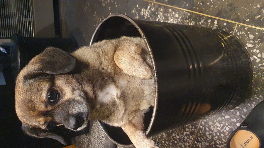 강아지)자랑이야? 질 수 없지_18.jpg