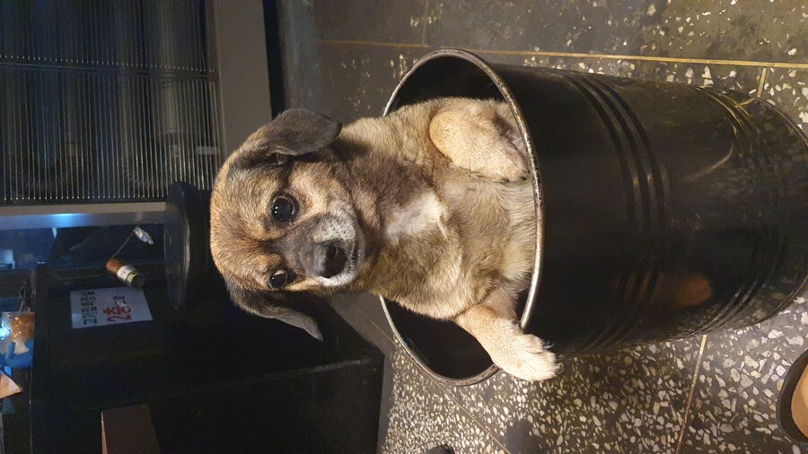 강아지)자랑이야? 질 수 없지_19.jpg