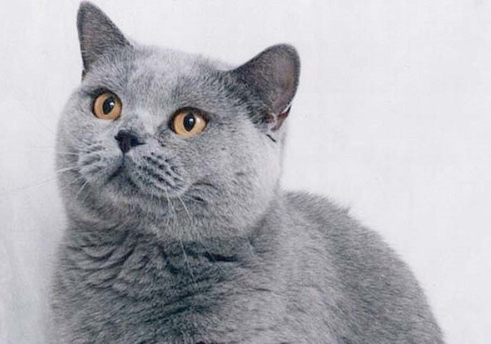 정보]각 지역별 나라별 토종 고양이 특성 및 외헝_16.jpg