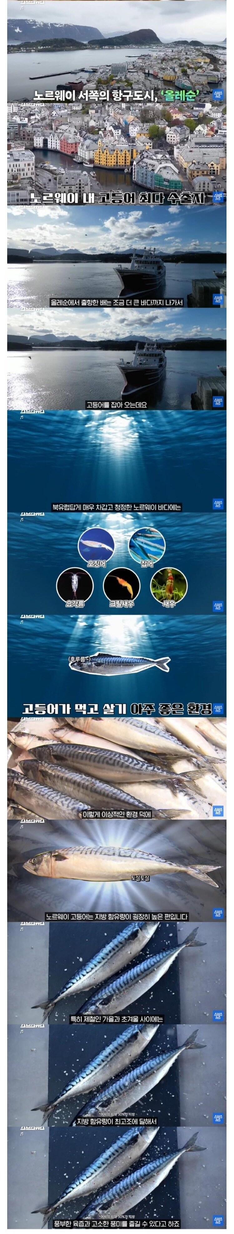 고등어)노르웨이가 고등어 수출 강국이 된 이유.jpg_1.png