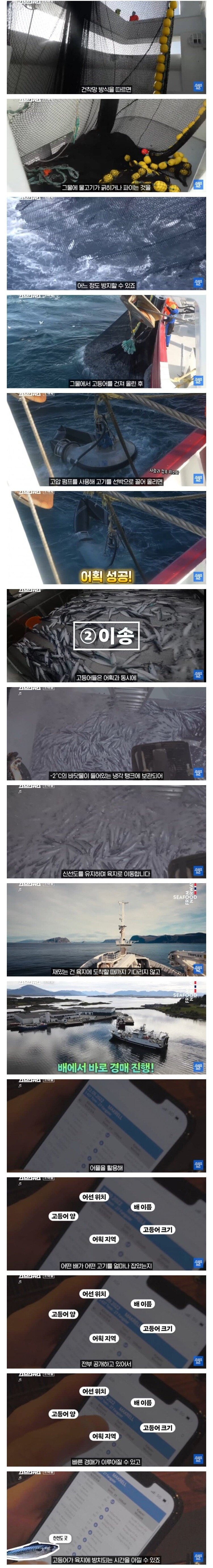 고등어)노르웨이가 고등어 수출 강국이 된 이유.jpg_3.png