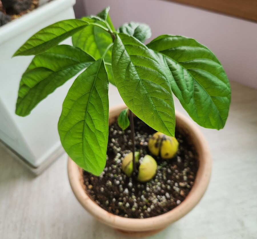 아보카도 키워보기 2편_3.jpg