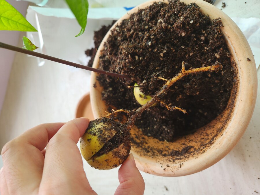 아보카도 키워보기 2편_5.jpg