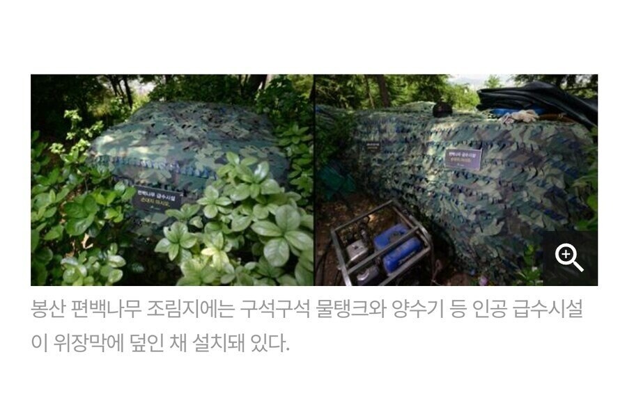 서울 최초 '편백 치유의 숲' 근황_2.jpg