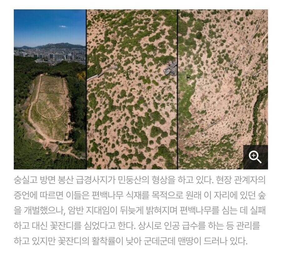 서울 최초 '편백 치유의 숲' 근황_3.jpg